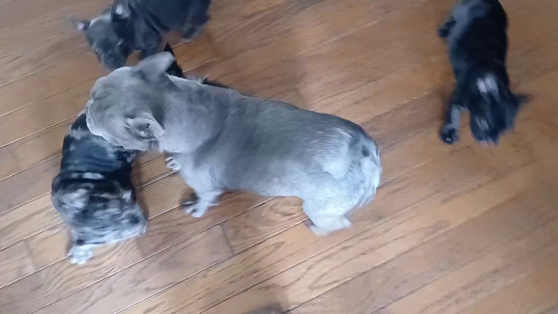 French Bulldog dogs for sale: Lily - Video 1