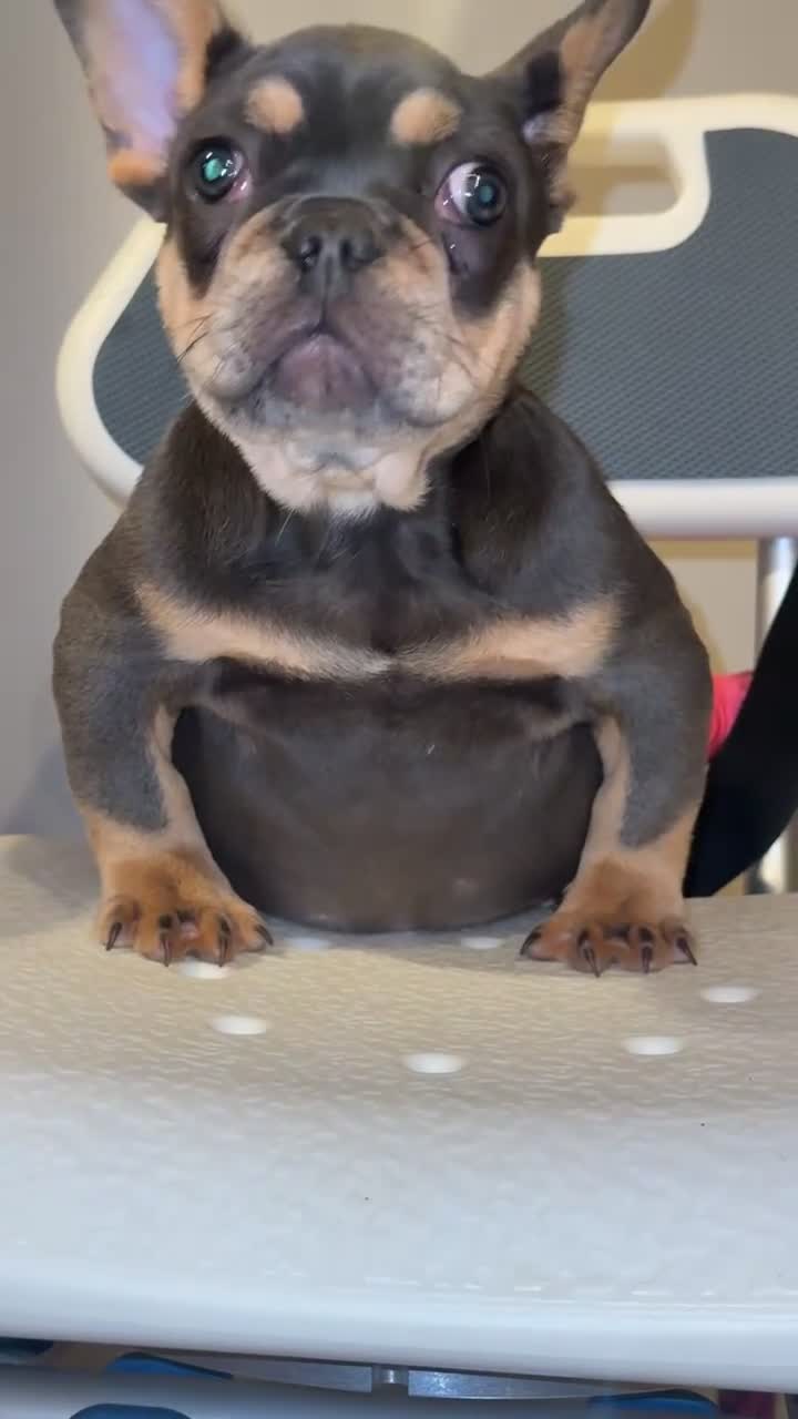 French Bulldog dogs for sale: Blue Papa  - Video 1