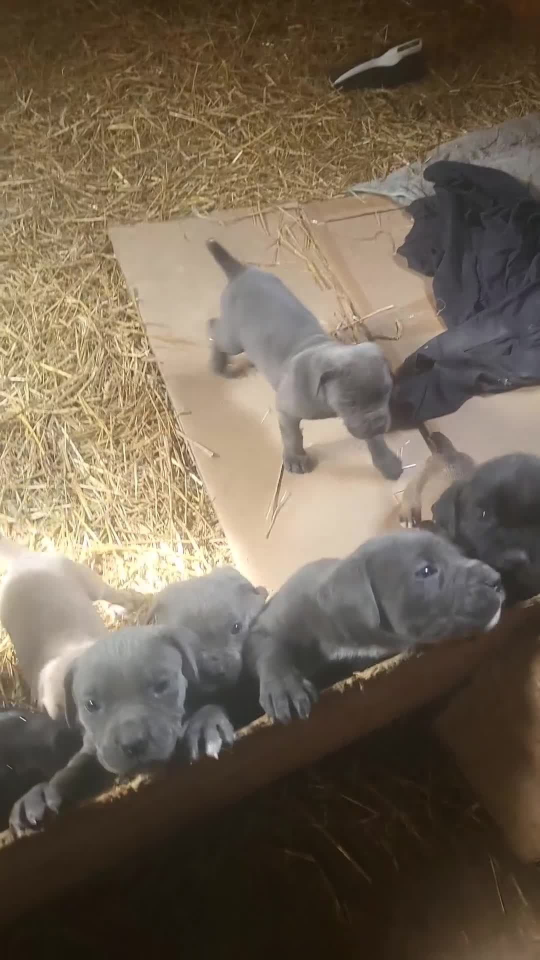 Cane Corso dogs for sale: Cane Corso 5 - Video 1