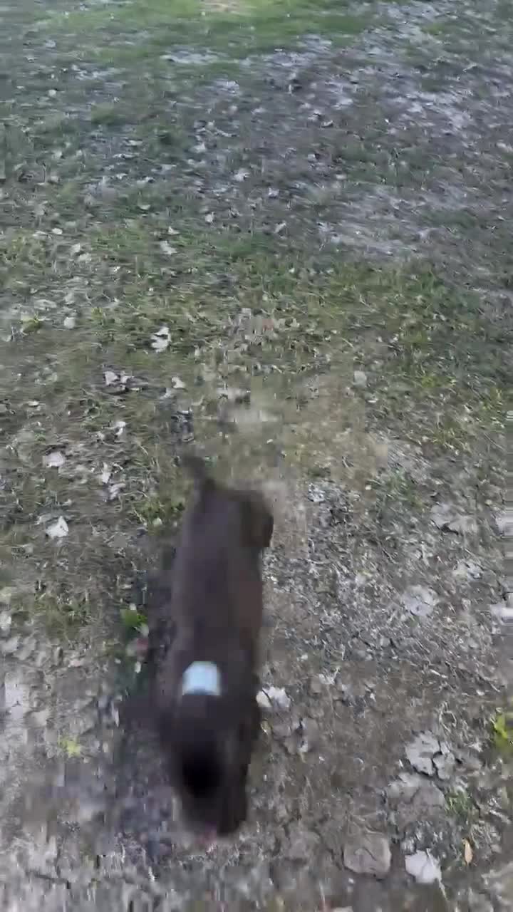 Mixed Breed dogs for sale: Mixed Breed 2 - Video 1
