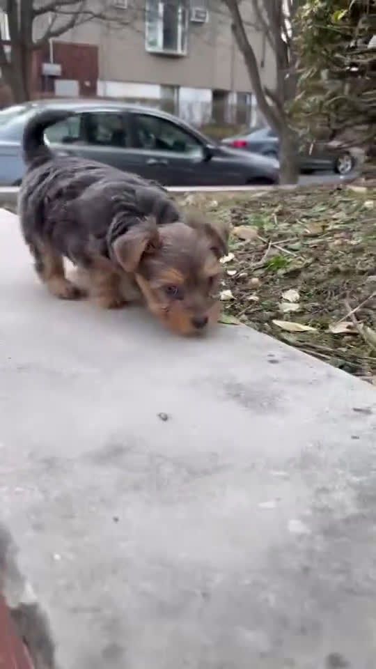 Yorkiepoo dogs for sale: Yorkiepoo Puppy 1 - Video 1