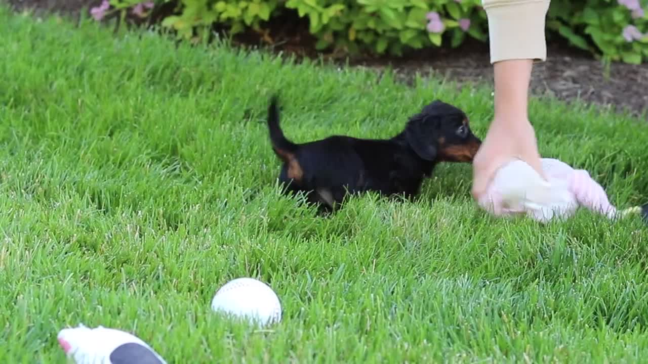 Miniature Dachshund dogs for sale: Ronnie - Video 1