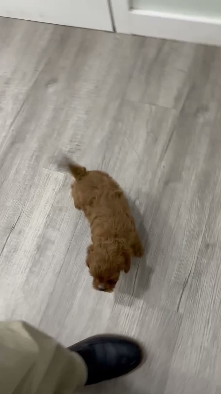 Cavapoo dogs for sale: Willow - Video 1