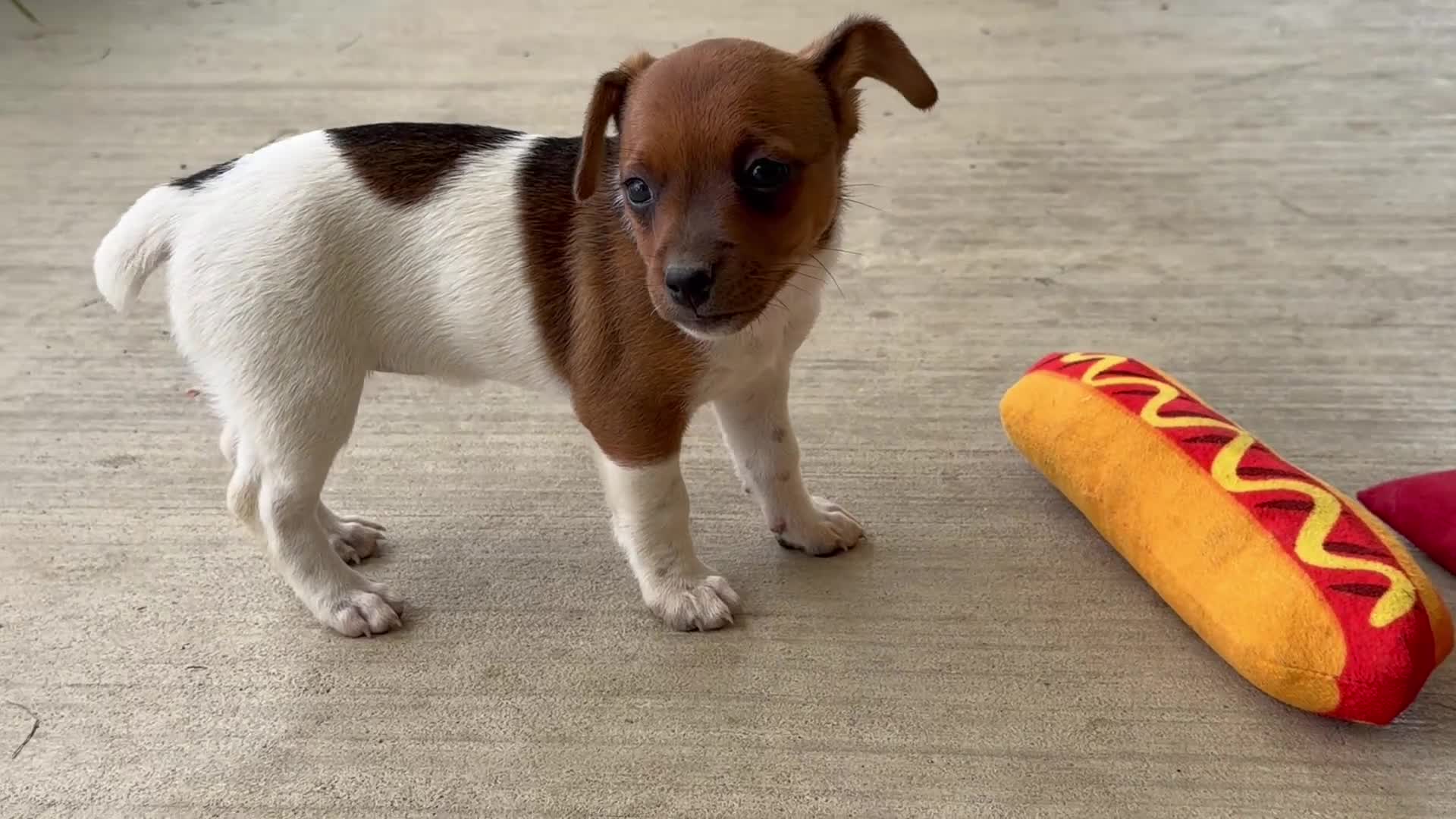 Jack Russell Terrier dogs for sale: Beauty - Video 1