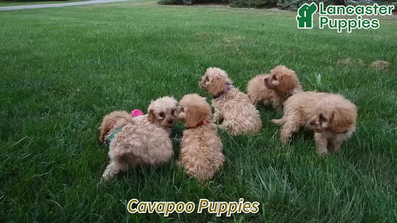 Cavapoo dogs for sale: Curious   - Video 1