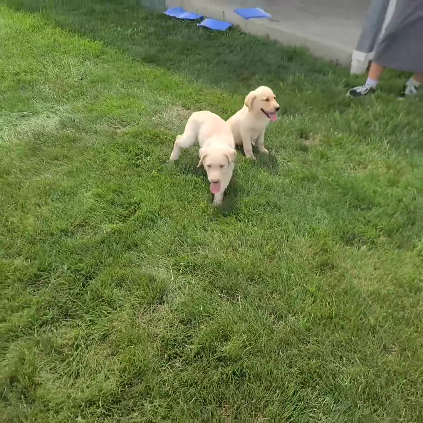Labrador Retriever dogs for sale: Tammy - Video 1