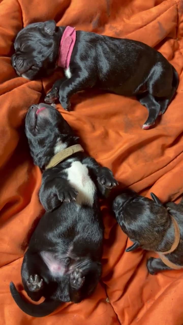 Cane Corso dogs for sale: Zinnia  - Video 1