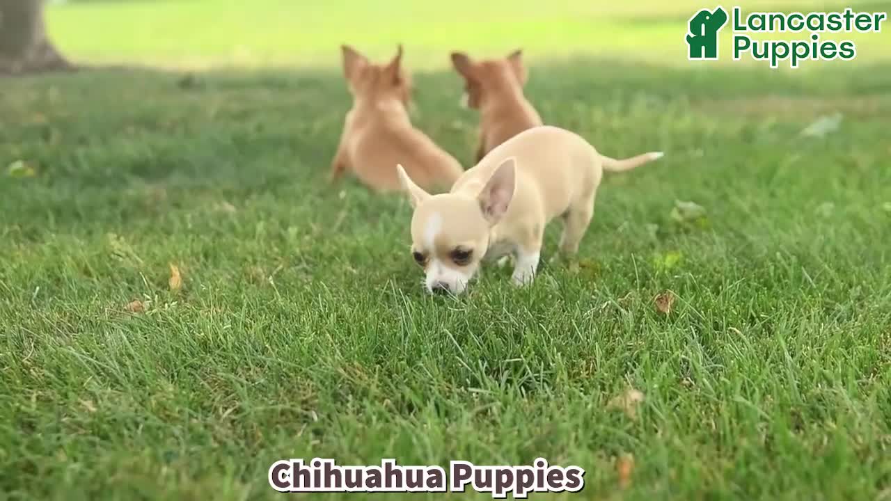 Chihuahua dogs for sale: Spark  - Video 1