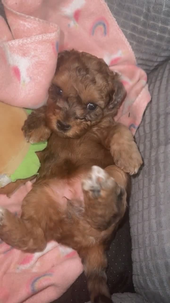Mixed Breed dogs for sale: Barbie  - Video 1