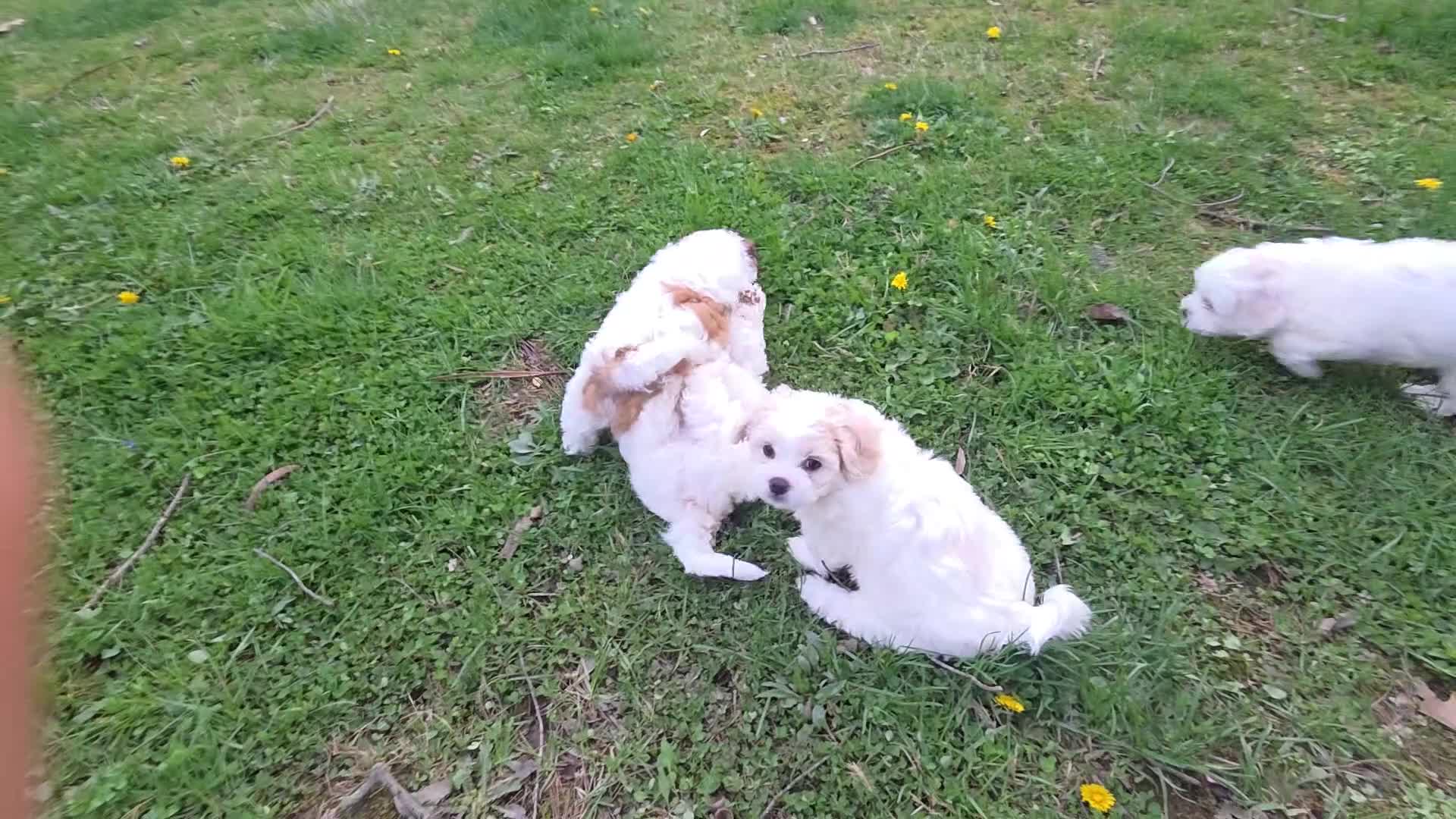 Mixed Breed dogs for sale: Mixed Breed Puppy 2 - Video 1