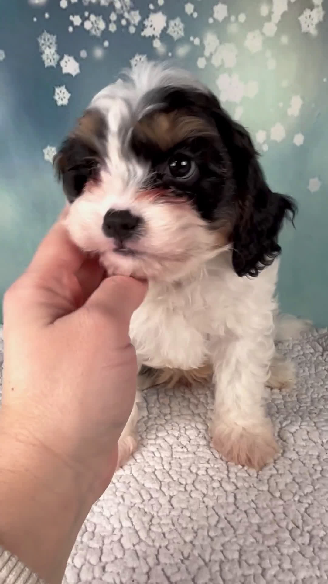 Cavapoo dogs for sale: Moose - Video 1