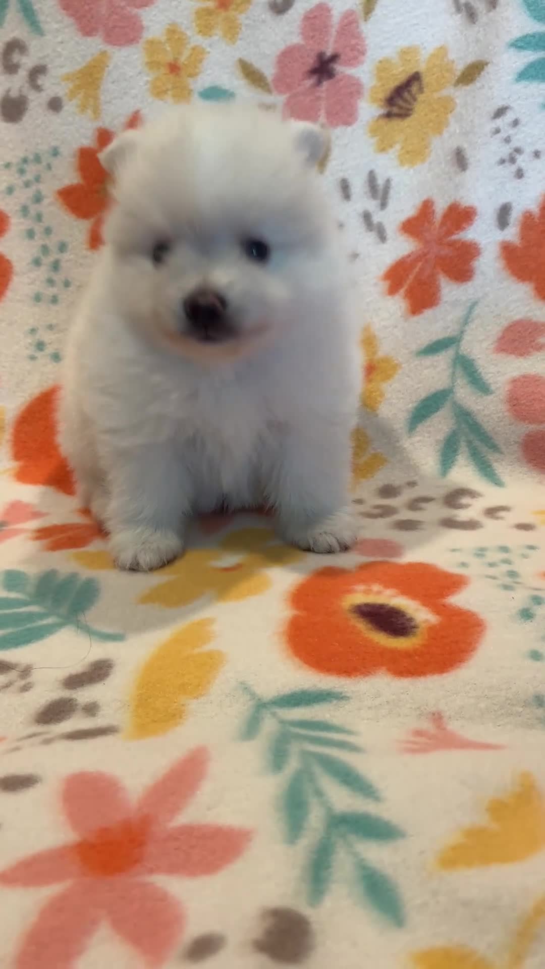 Pomeranian dogs for sale: Pomeranian 1 - Video 1