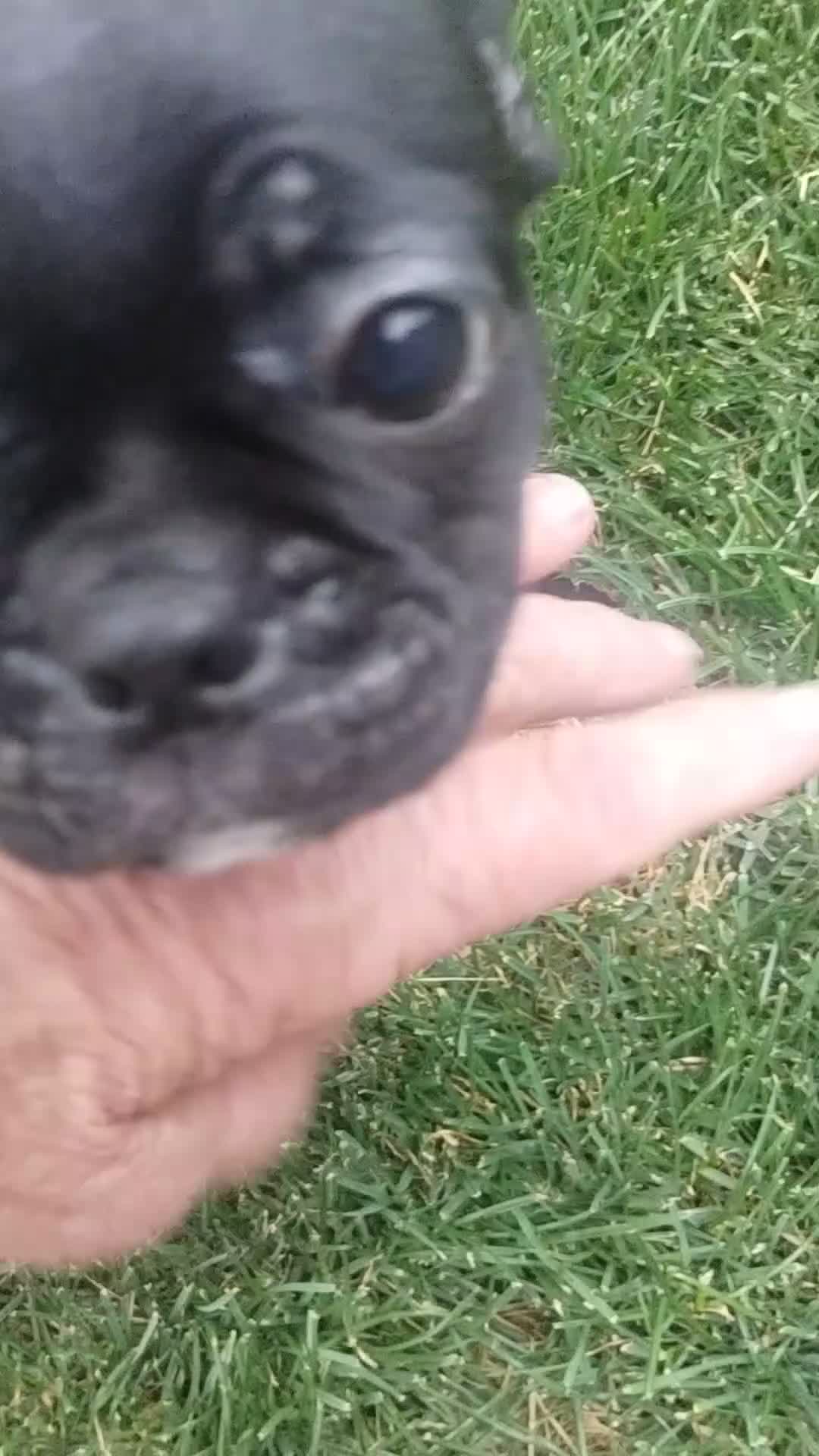 Mixed Breed dogs for sale: Carter - Video 1