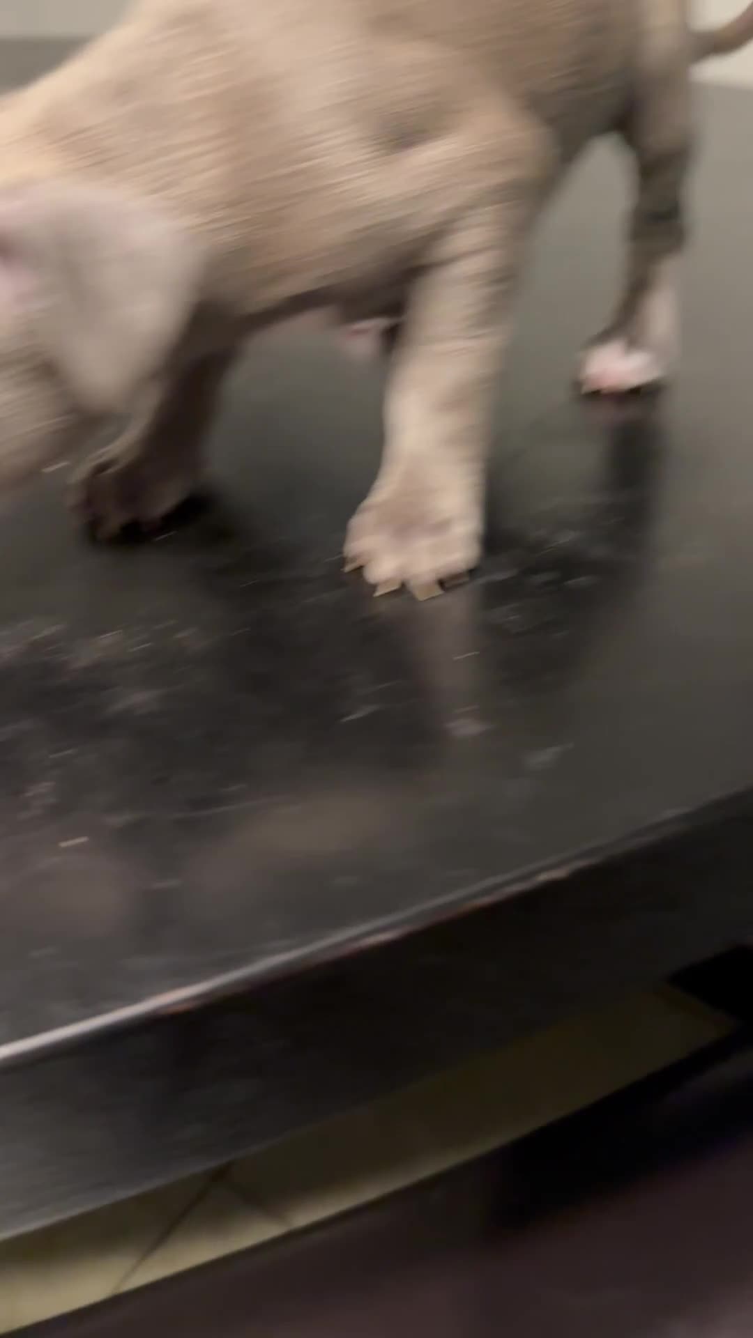 American Pit Bull Terrier dogs for sale: American Pit Bull Terrier Puppy 5 - Video 1