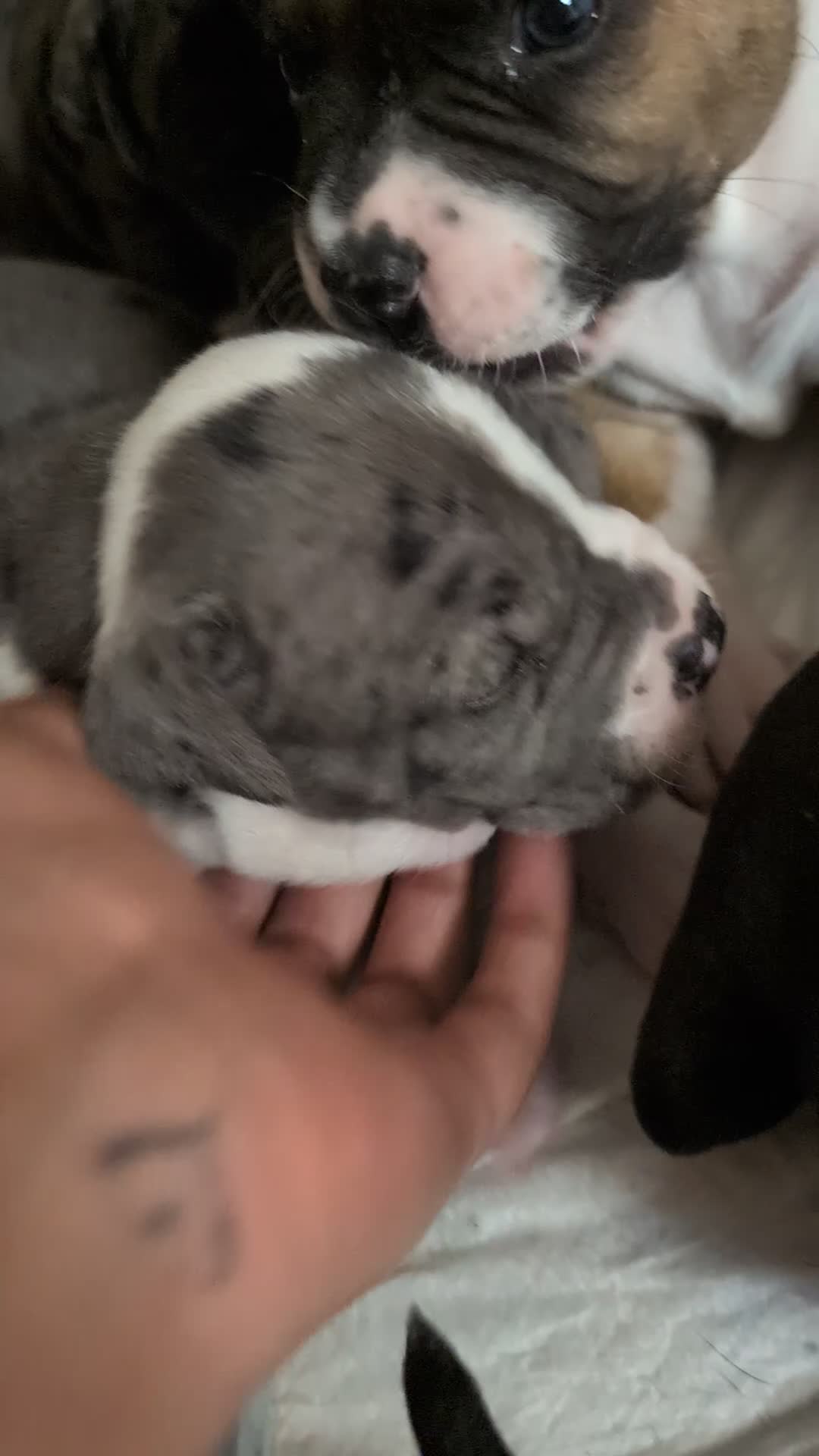 American Pit Bull Terrier dogs for sale: Skye - Video 1