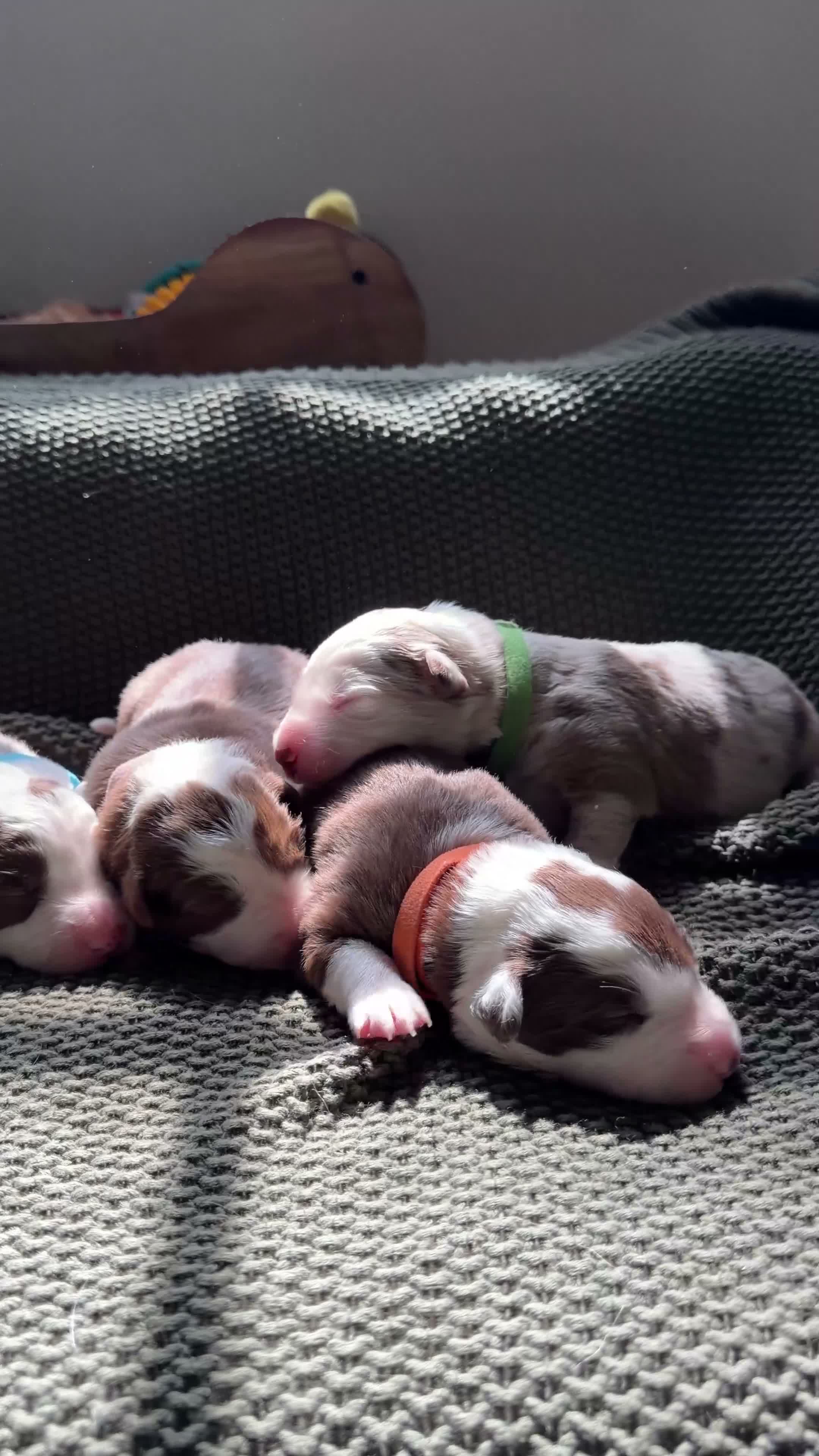 Border Collie dogs for sale: Boba - Video 2
