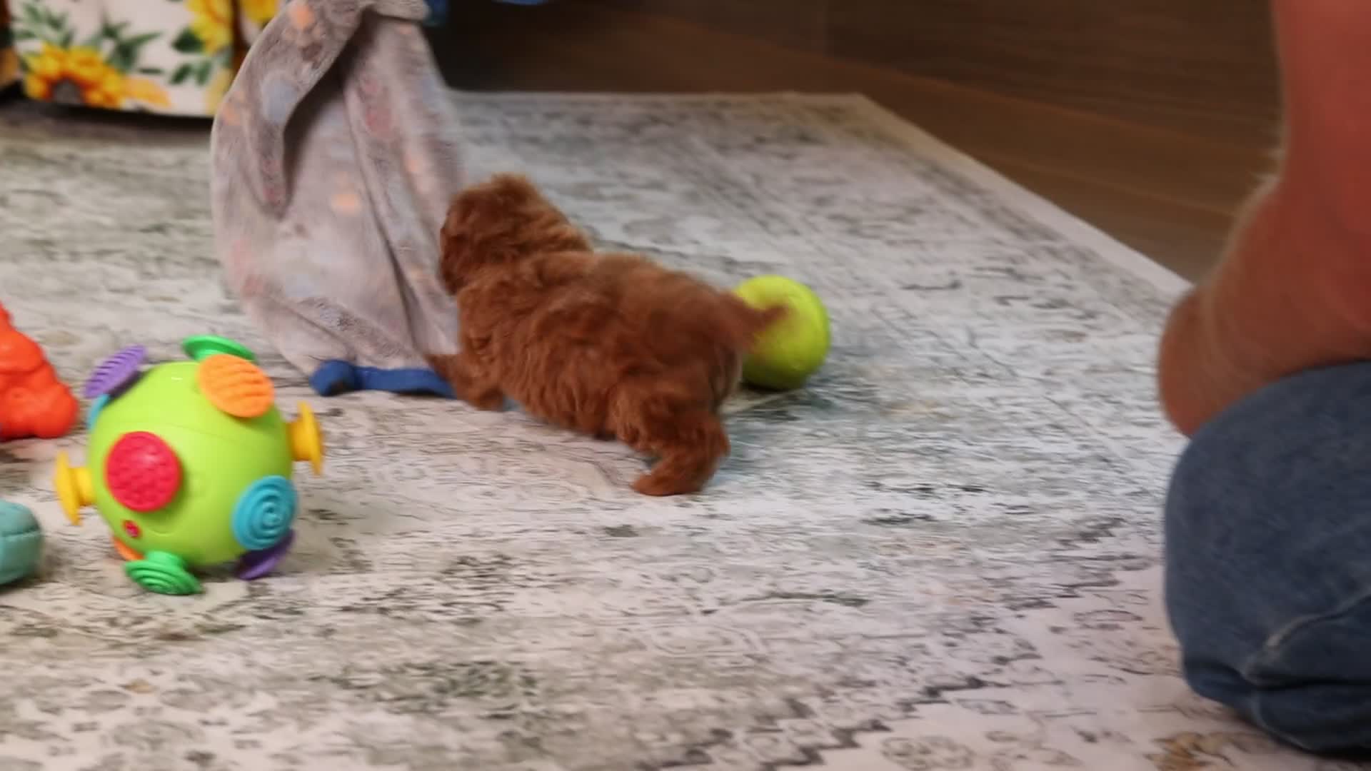 Miniature Poodle dogs for sale: Vince - Video 1
