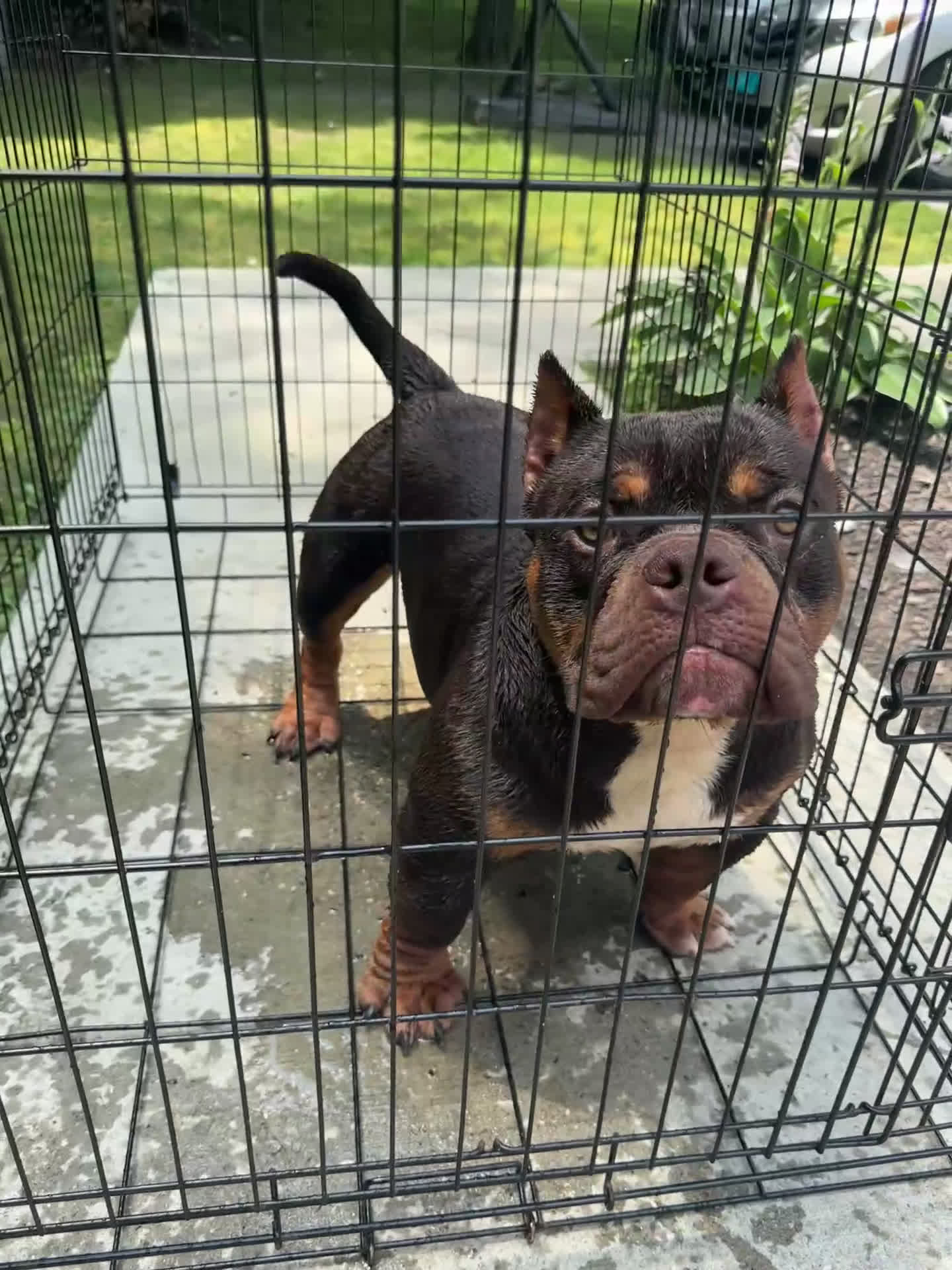 American Bully dogs for sale: American Bully Puppy 1 - Video 1