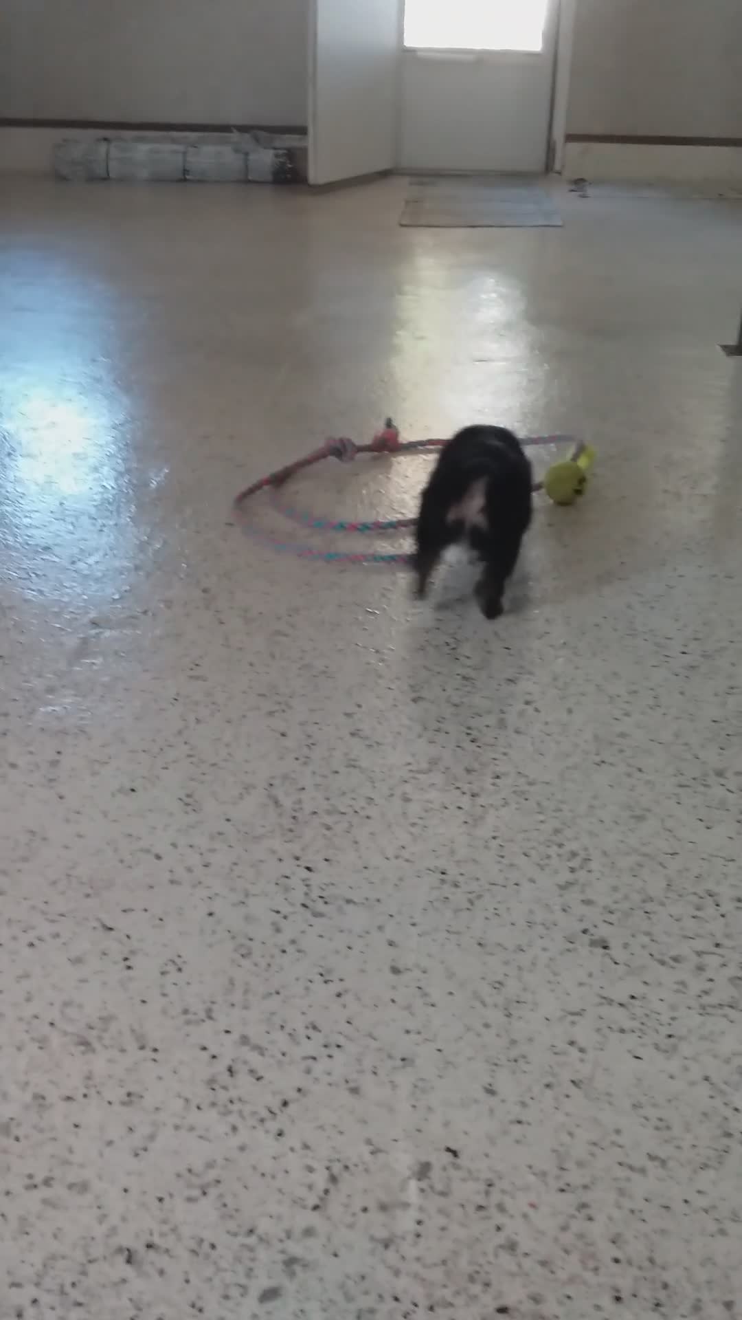 Miniature Australian Shepherd dogs for sale: Alisha - Video 1