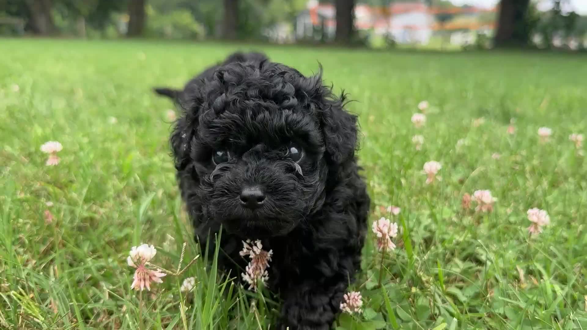 Toy Poodle dogs for sale: Natalie - Video 2