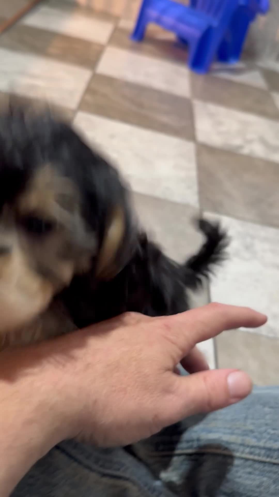 Yochon dogs for sale: Easton - Video 1