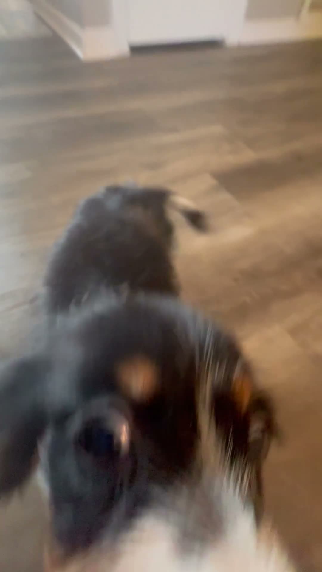 Miniature Dachshund dogs for sale: Bonnie - Video 1