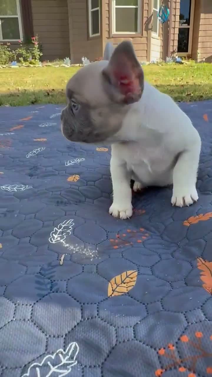 French Bulldog dogs for sale: CODI - Video 1