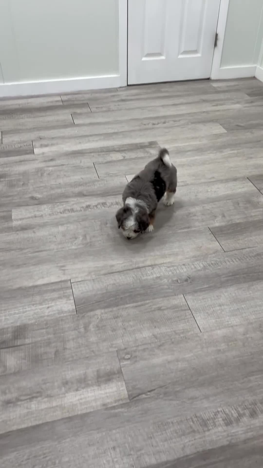 Mini Bernedoodle dogs for sale: Betsy - Video 1