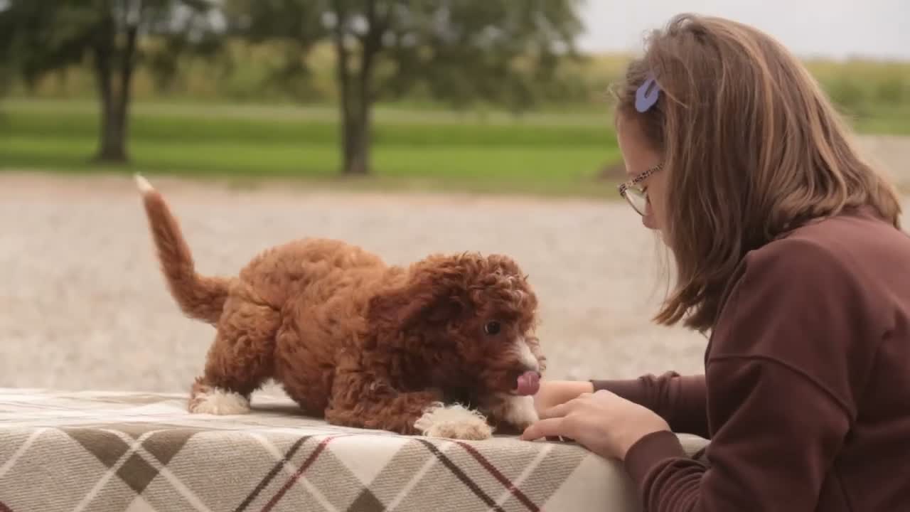 Cavapoo dogs for sale: Rory Cavapoo  - Video 2