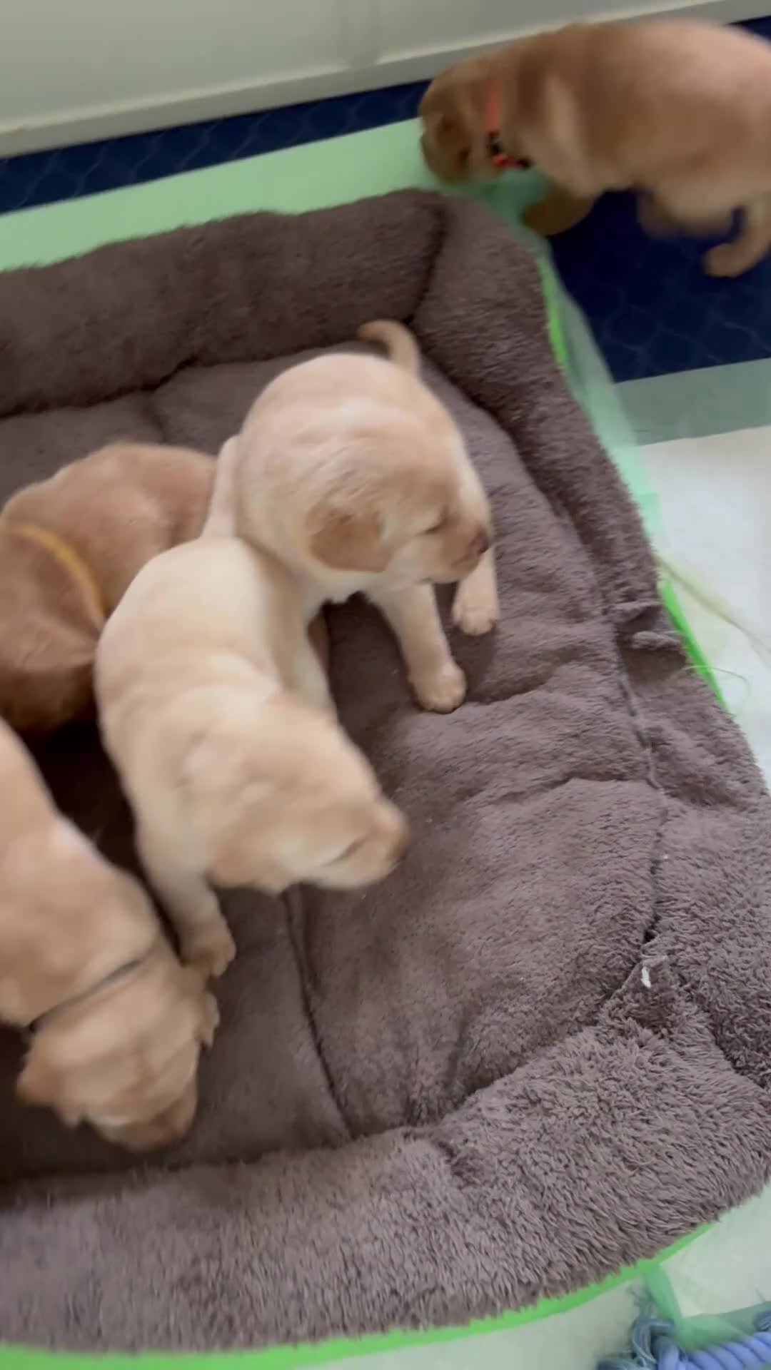 Labrador Retriever dogs for sale: Bluey - Video 1