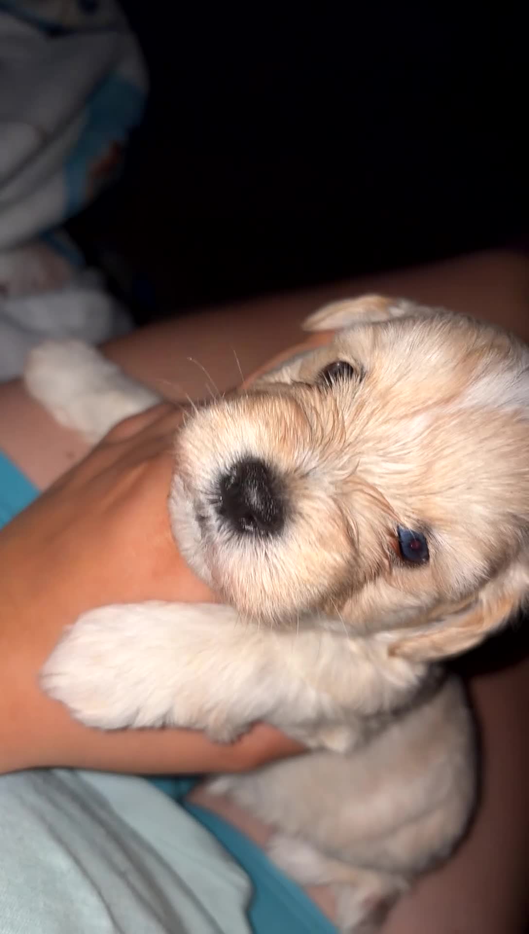 Miniature Schnauzer dogs for sale: Buzz - Video 1