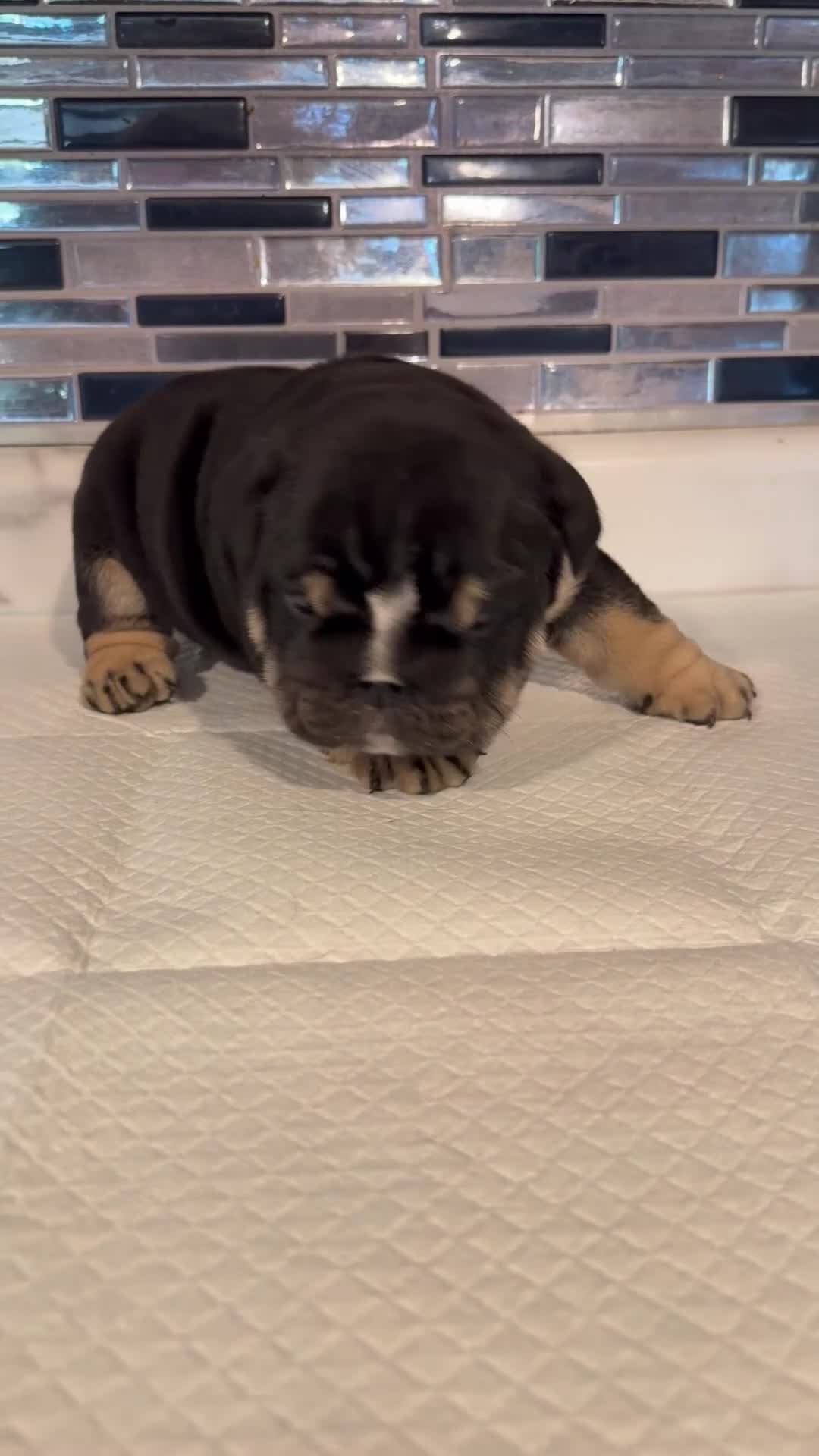 English Bulldog dogs for sale: Black tri  - Video 1