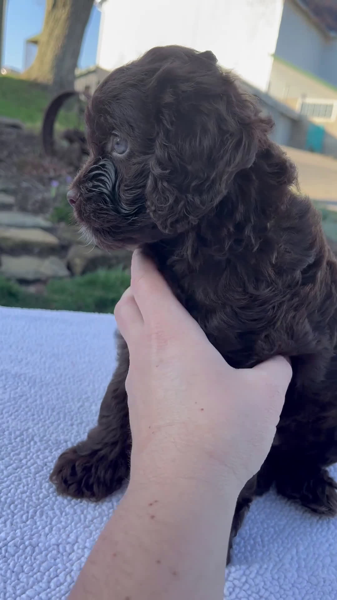 Cavapoo dogs for sale: Ethan - Video 1