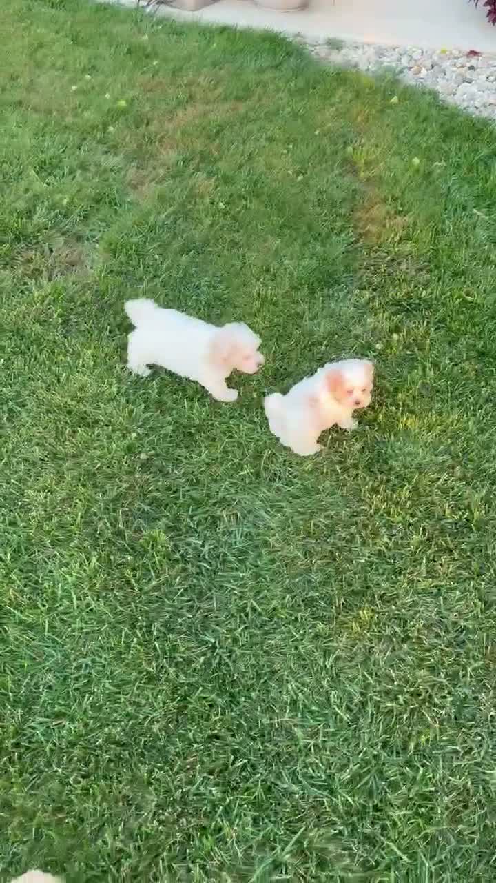 Maltipoo dogs for sale: Murphy - Video 2