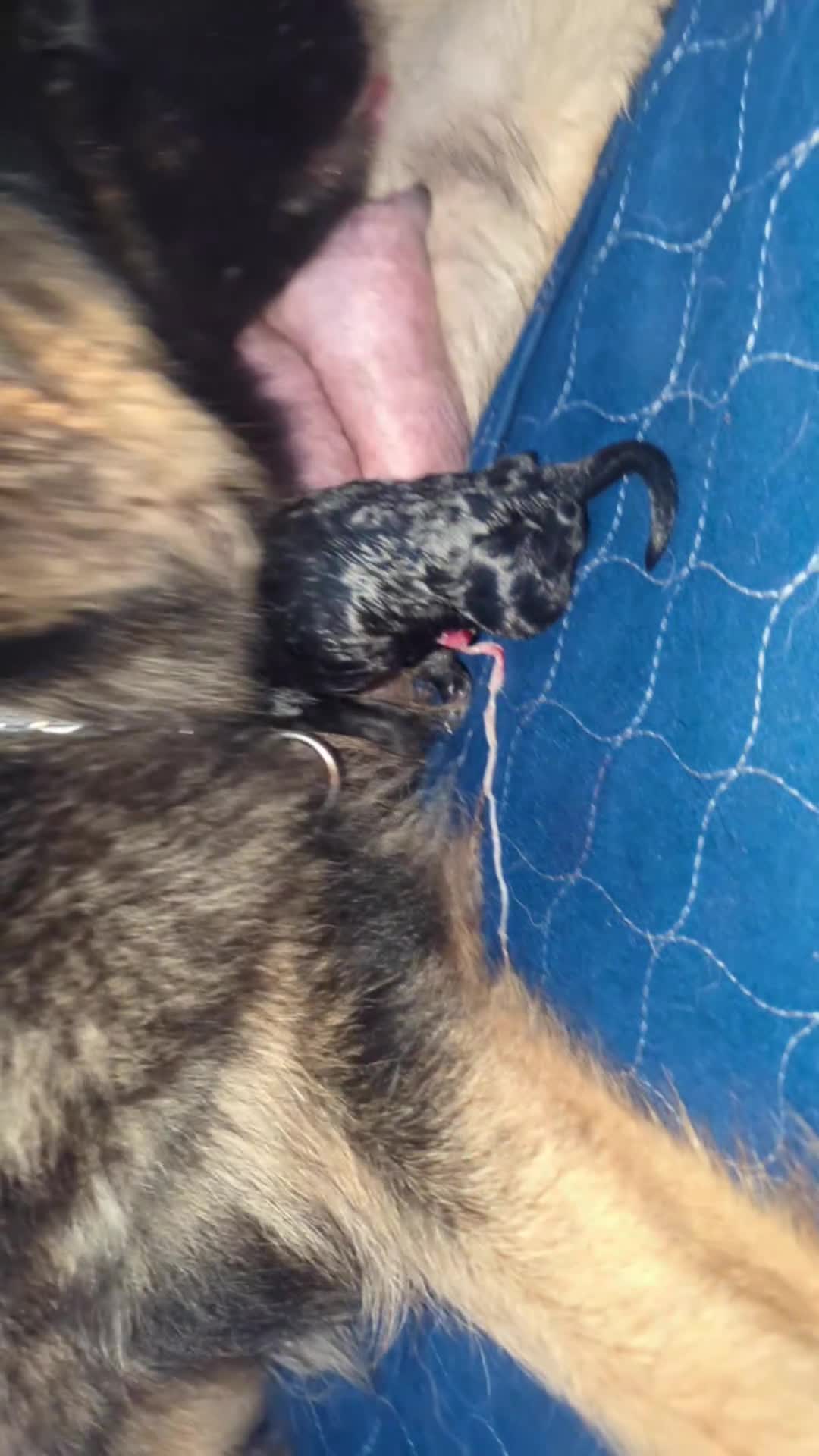 German Shepherd dogs for sale: Venus ( Pink collar puppy) - Video 1