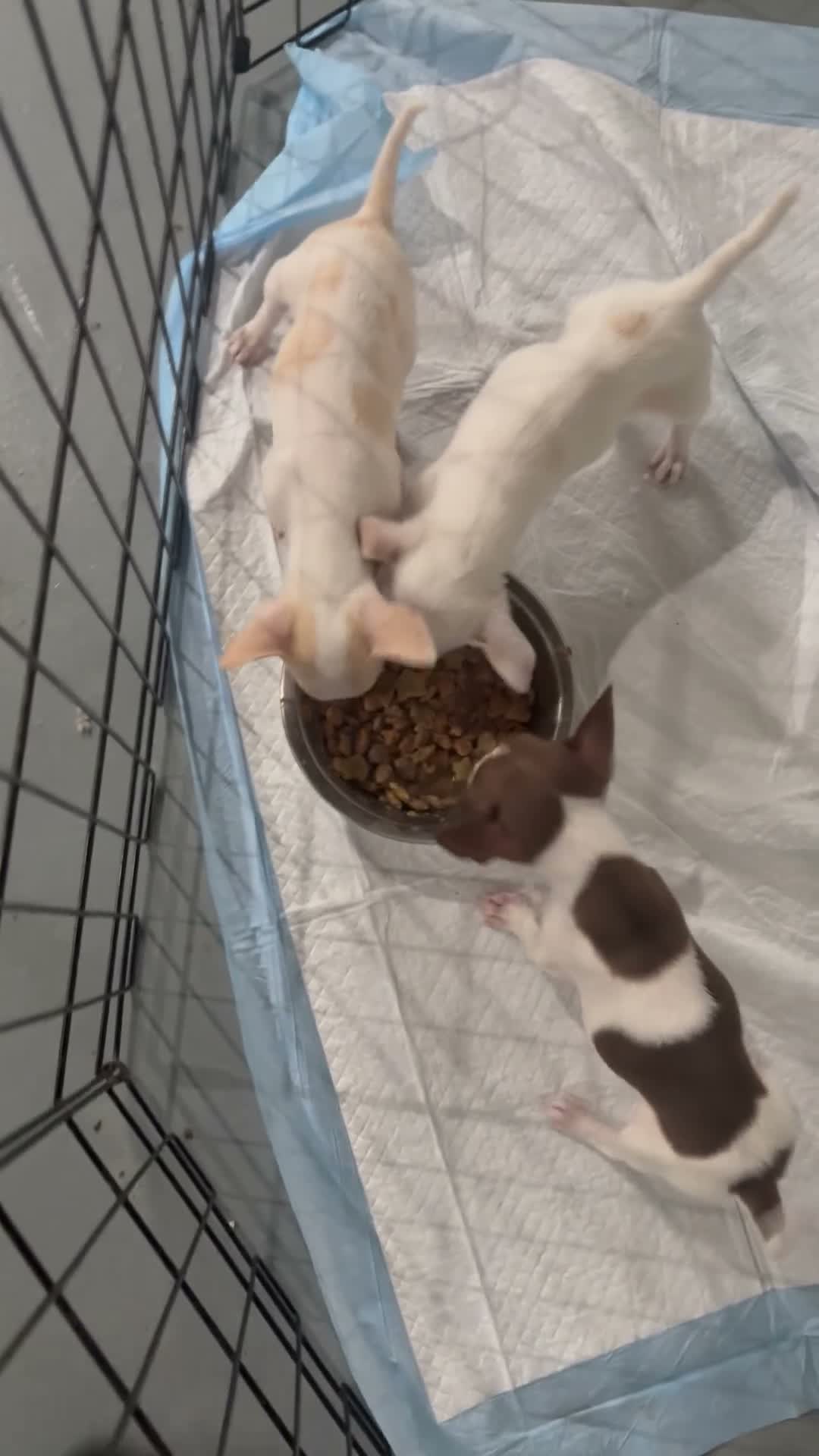 Chihuahua dogs for sale: Chihuahua 3 - Video 1