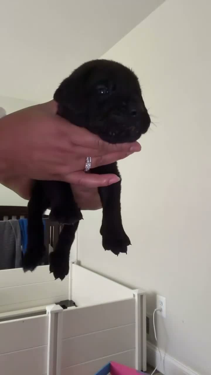 Cane Corso dogs for sale: Ocho 💙 - Video 1