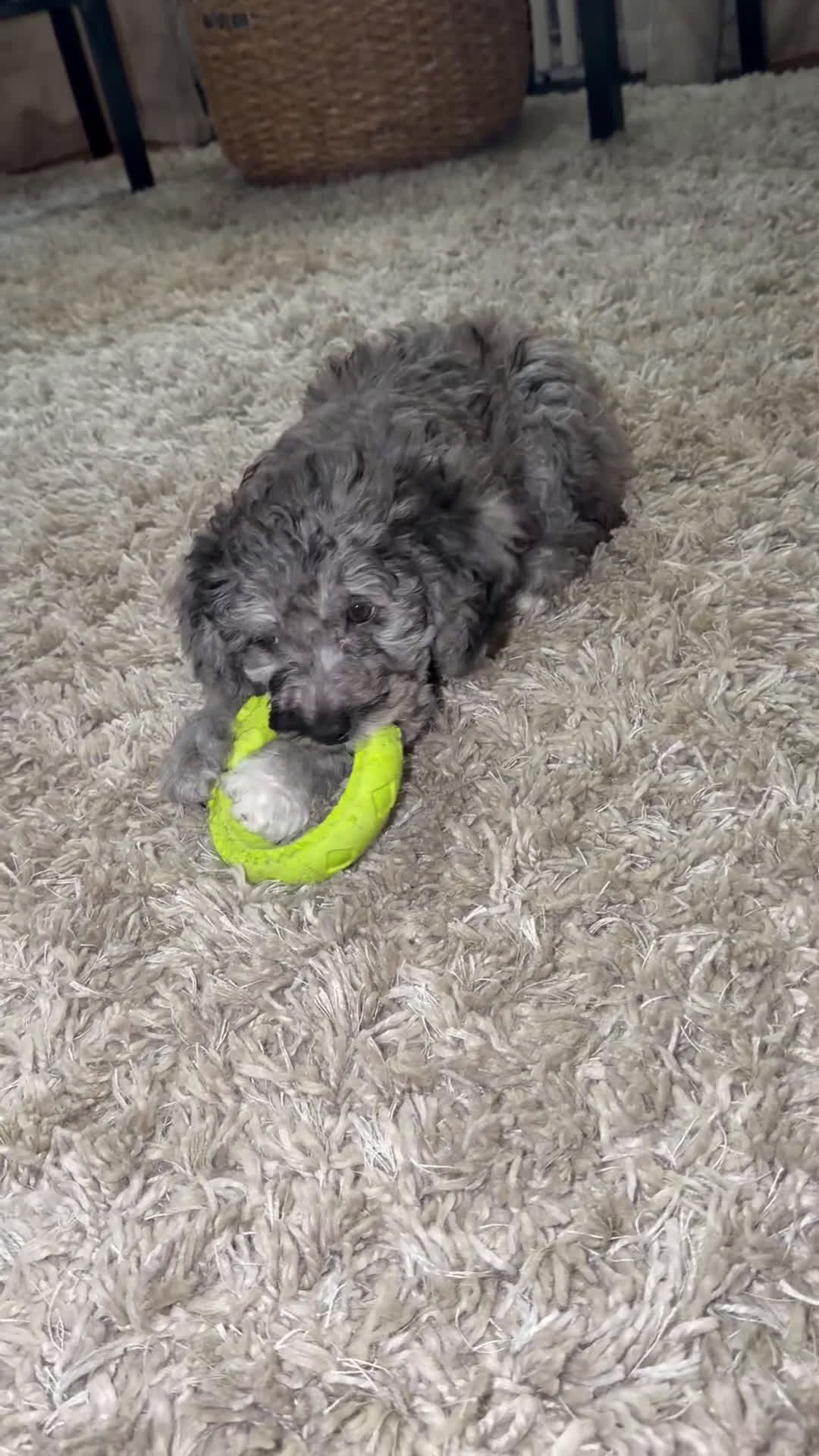 Mini Goldendoodle dogs for sale: Mini Goldendoodle Puppy 5 - Video 1