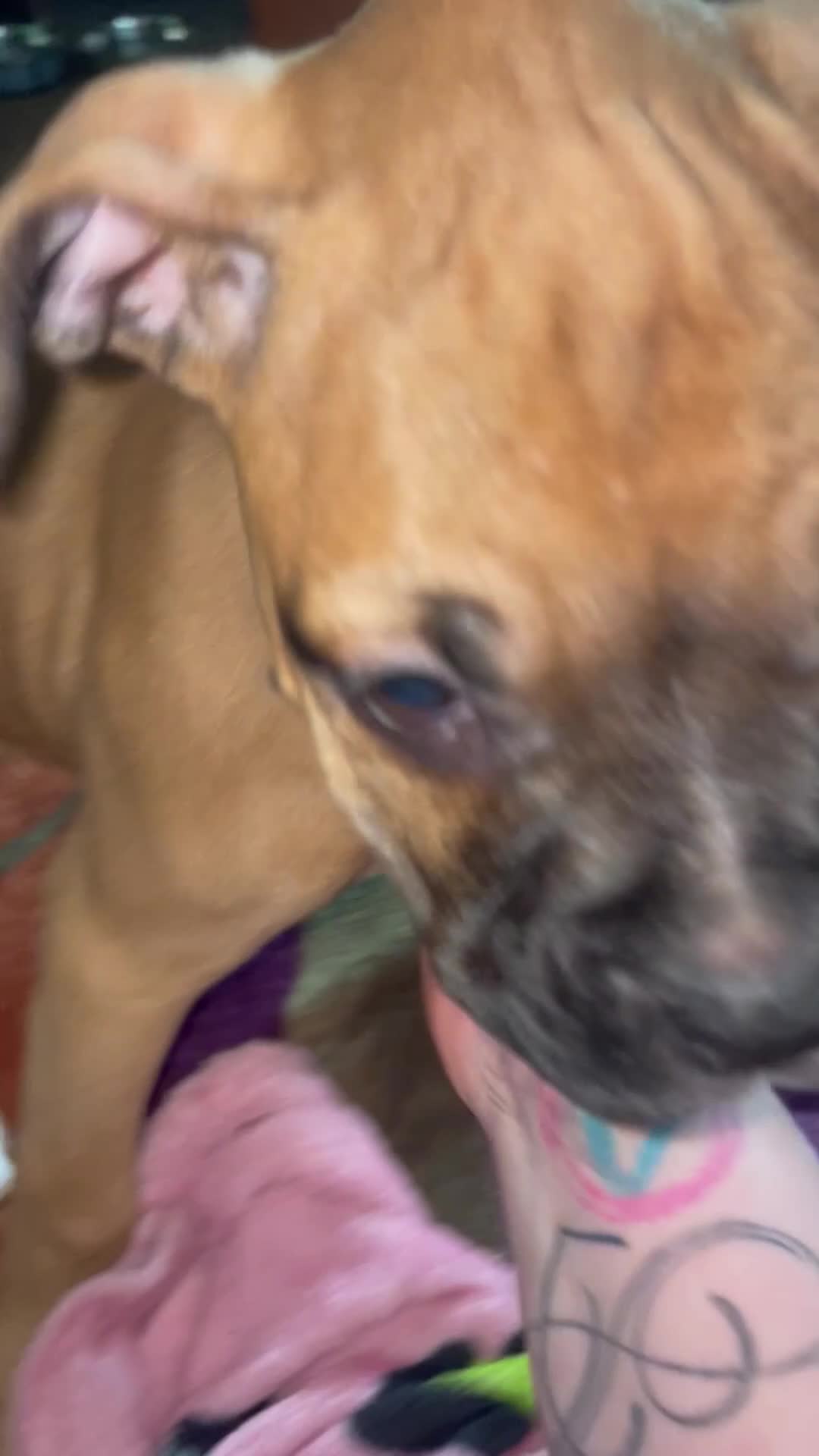 Mixed Breed dogs for sale: Mixed Breed Puppy 3 - Video 1