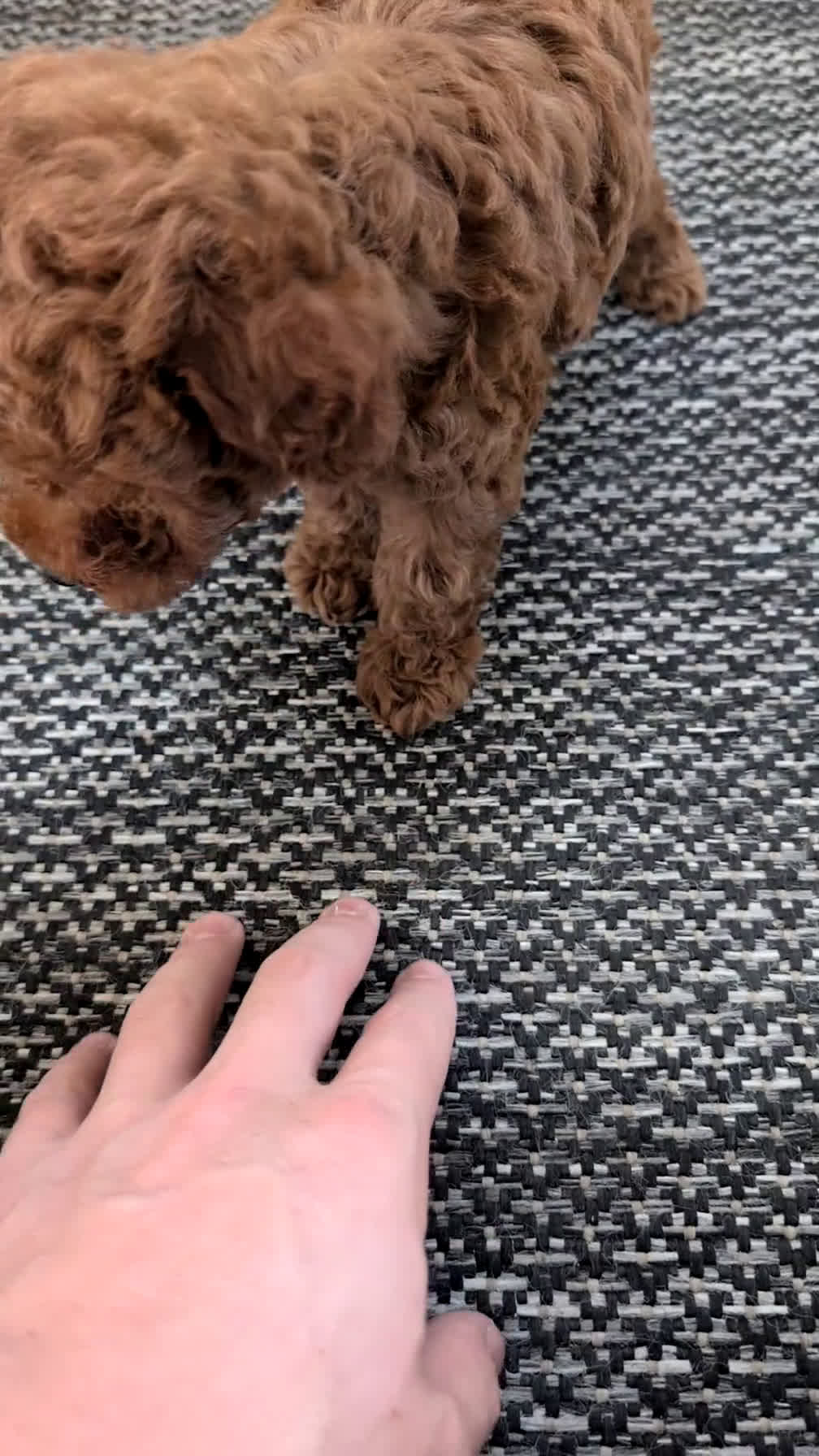 Toy Poodle dogs for sale: Cash - Video 1