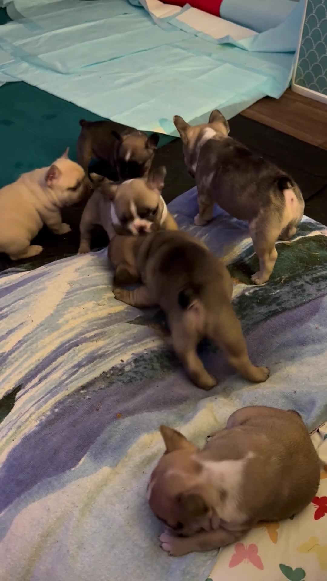 French Bulldog dogs for sale: French Bulldog 2 sweetie  - Video 2
