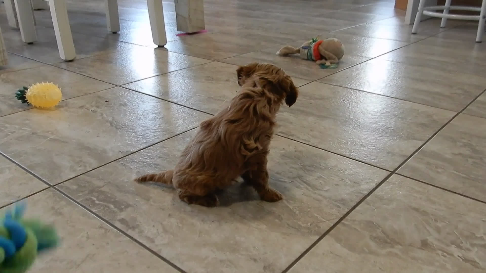 Cavapoo dogs for sale: Harley - Video 1