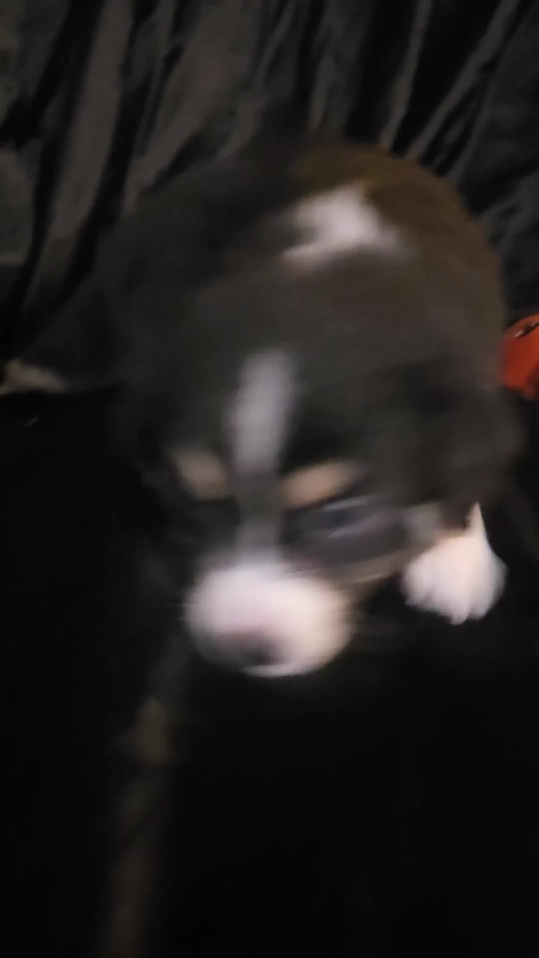 Australian Shepherd dogs for sale: "Moxie" Black tricolor  - Video 2