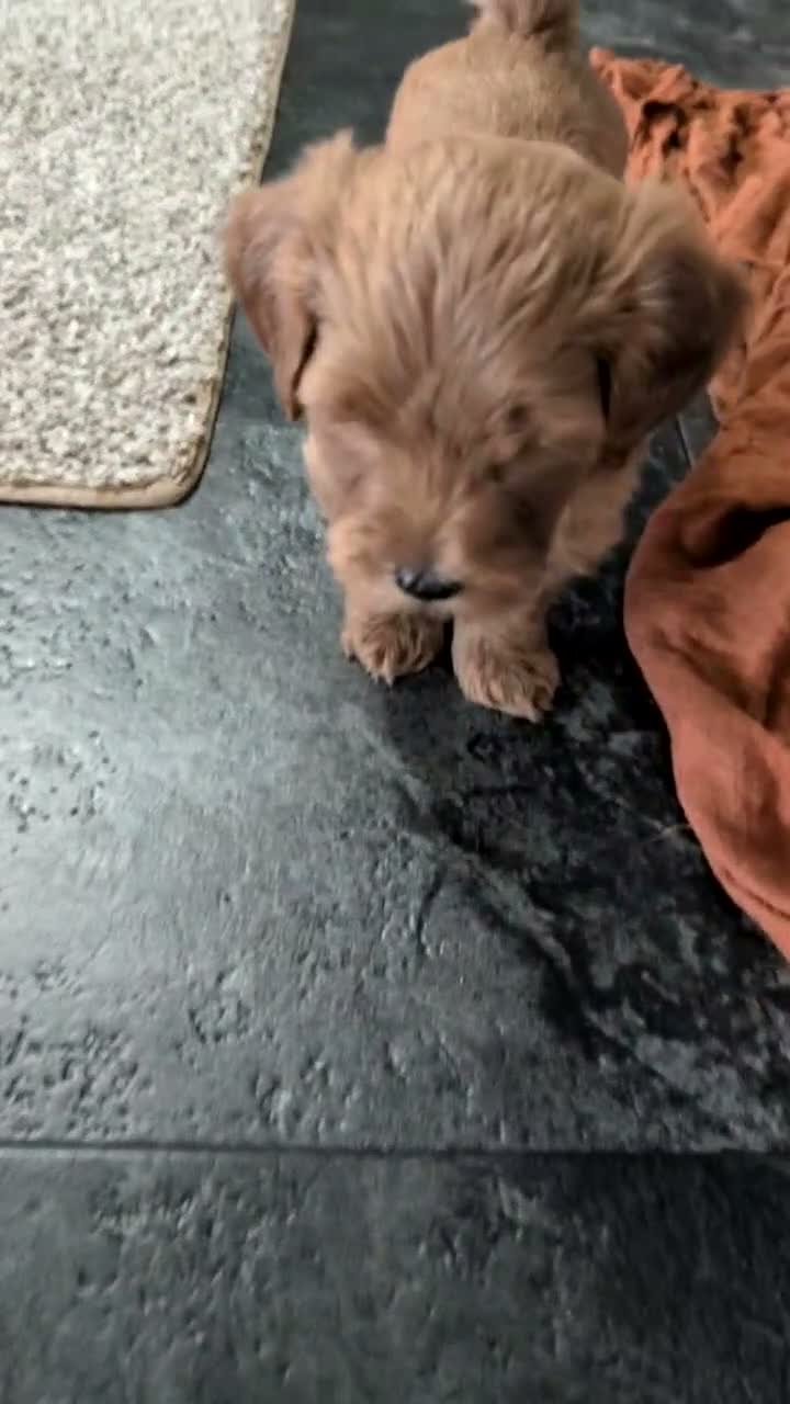 Mini Goldendoodle dogs for sale: Dash - Video 1