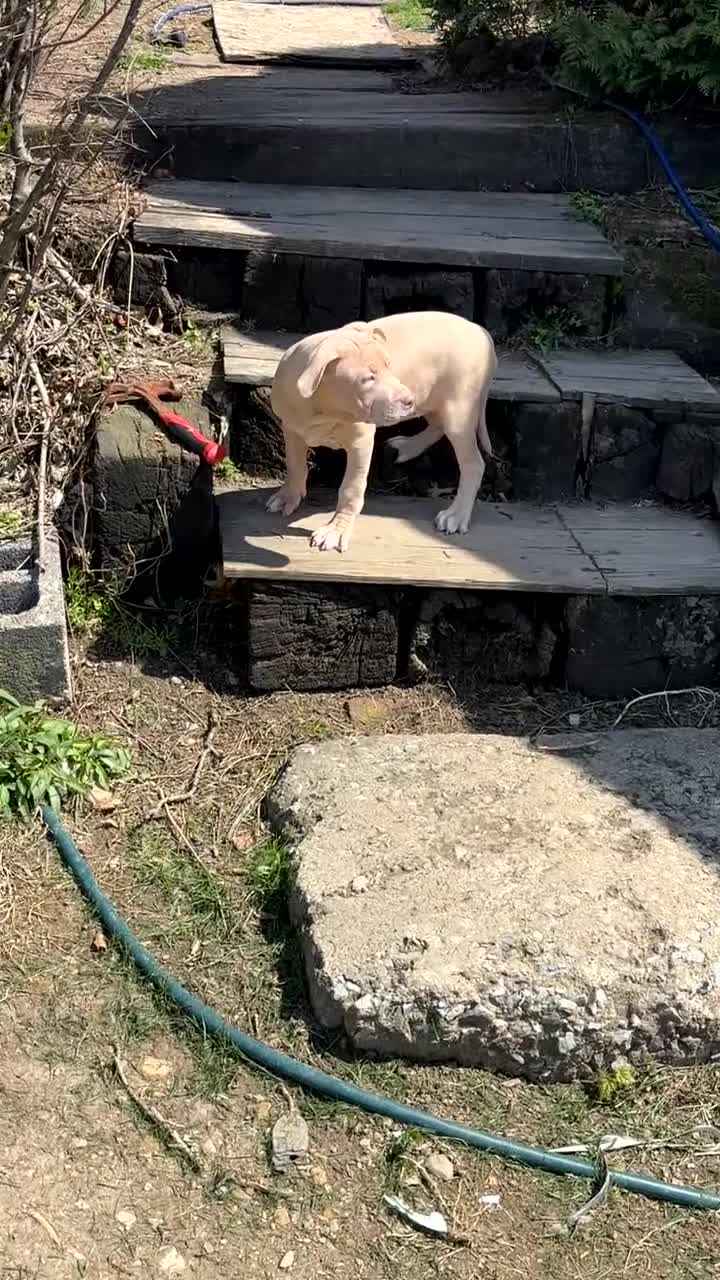 American Bully dogs for sale: American Bully Puppy 7 - Video 2