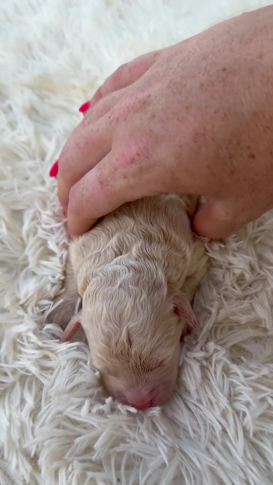 Mini Aussiedoodle dogs for sale: Stryker - Micro Mini F1b - Video 1