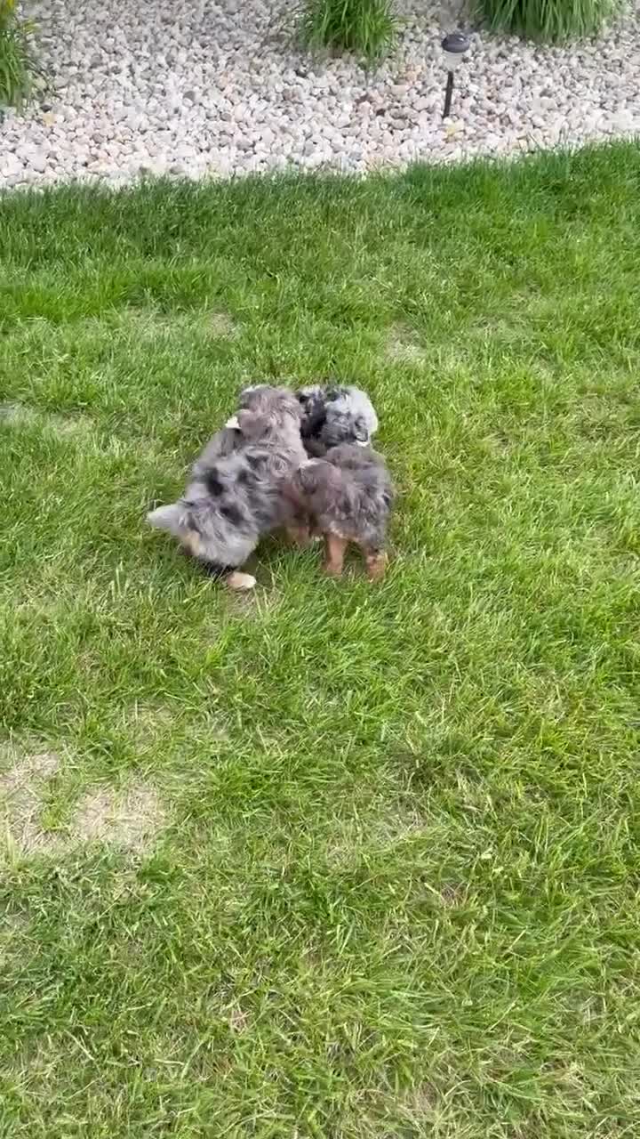 Mini Aussiedoodle dogs for sale: Mini Asher - Video 1
