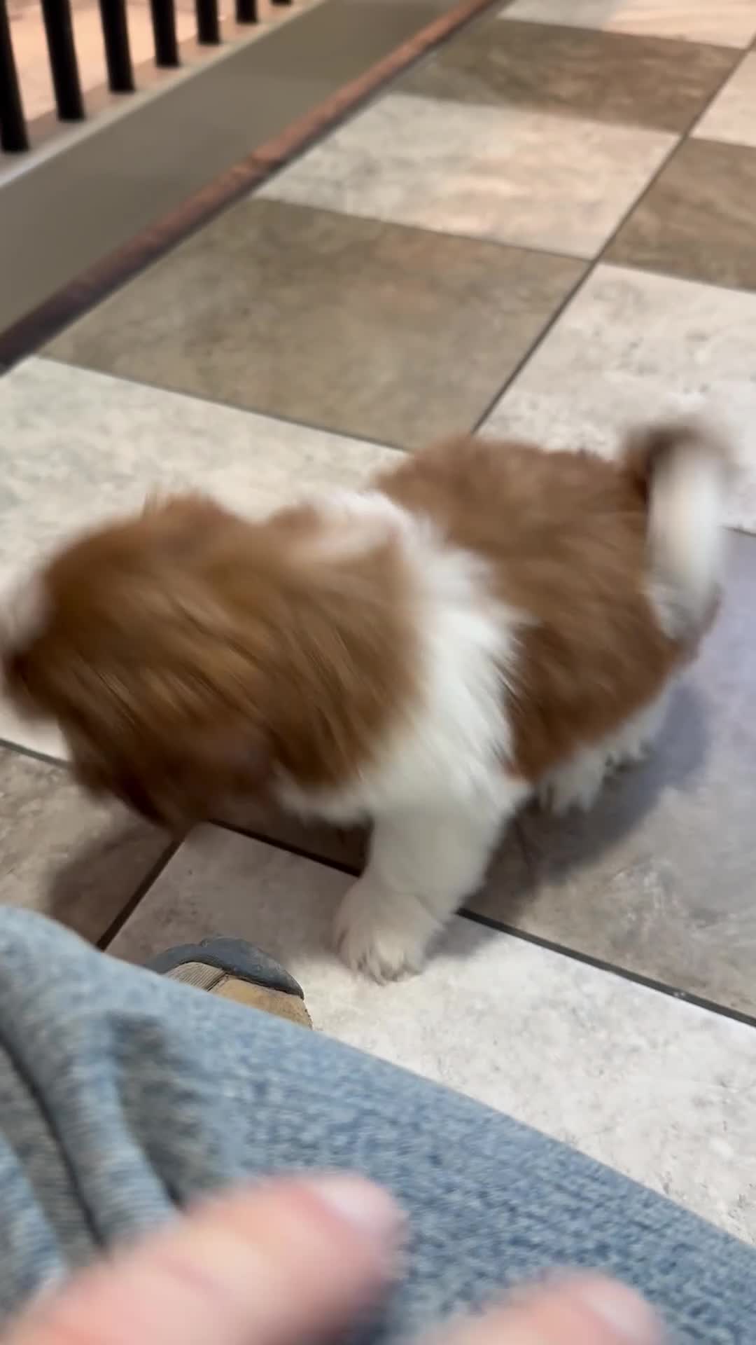 Shih Tzu dogs for sale: Sophia  - Video 1