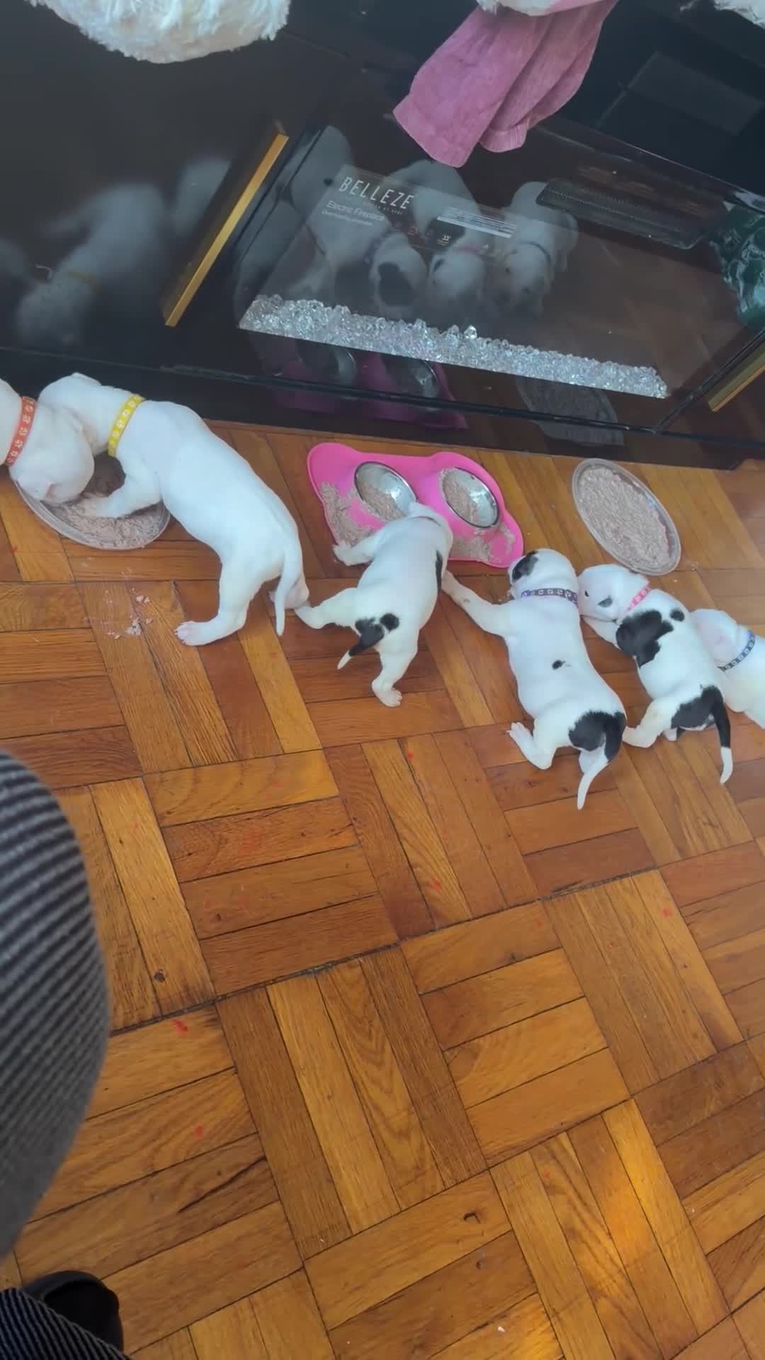 Mixed Breed dogs for sale: HONEY - Video 1