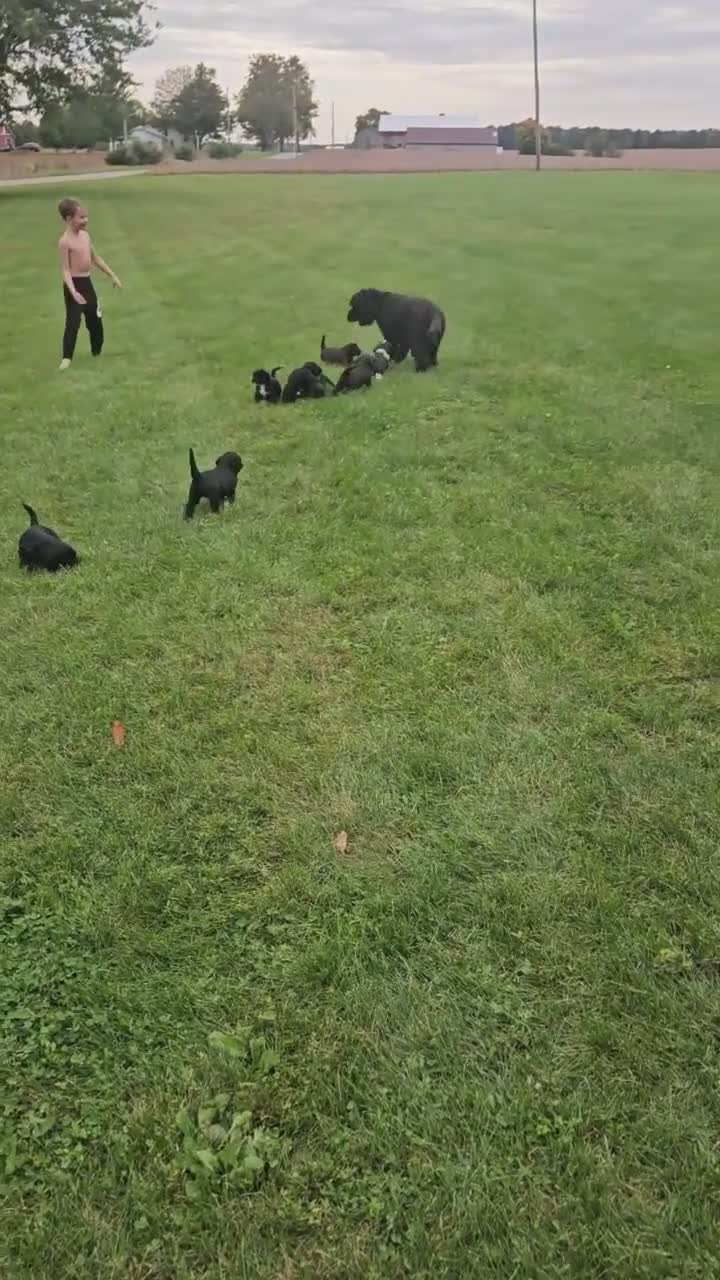 Portuguese Water Dog dogs for sale: Rosco - Video 2